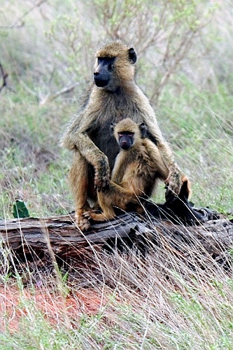 Kenia (464)